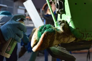 Bei Milchkühen empfehlen Profis eine Kontrolle zweimal jährlich. Bei Mutterkühen reicht in der Regel einmal jährlich. Die Intensität der Fütterung beeinflusst das Klauenwachstum.