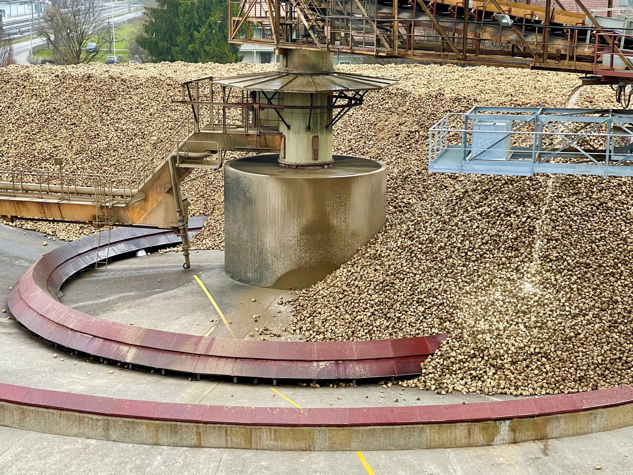 Riesiger Haufen von angelieferte Zuckerrüben in der Zuckerfabrik Aarberg.
