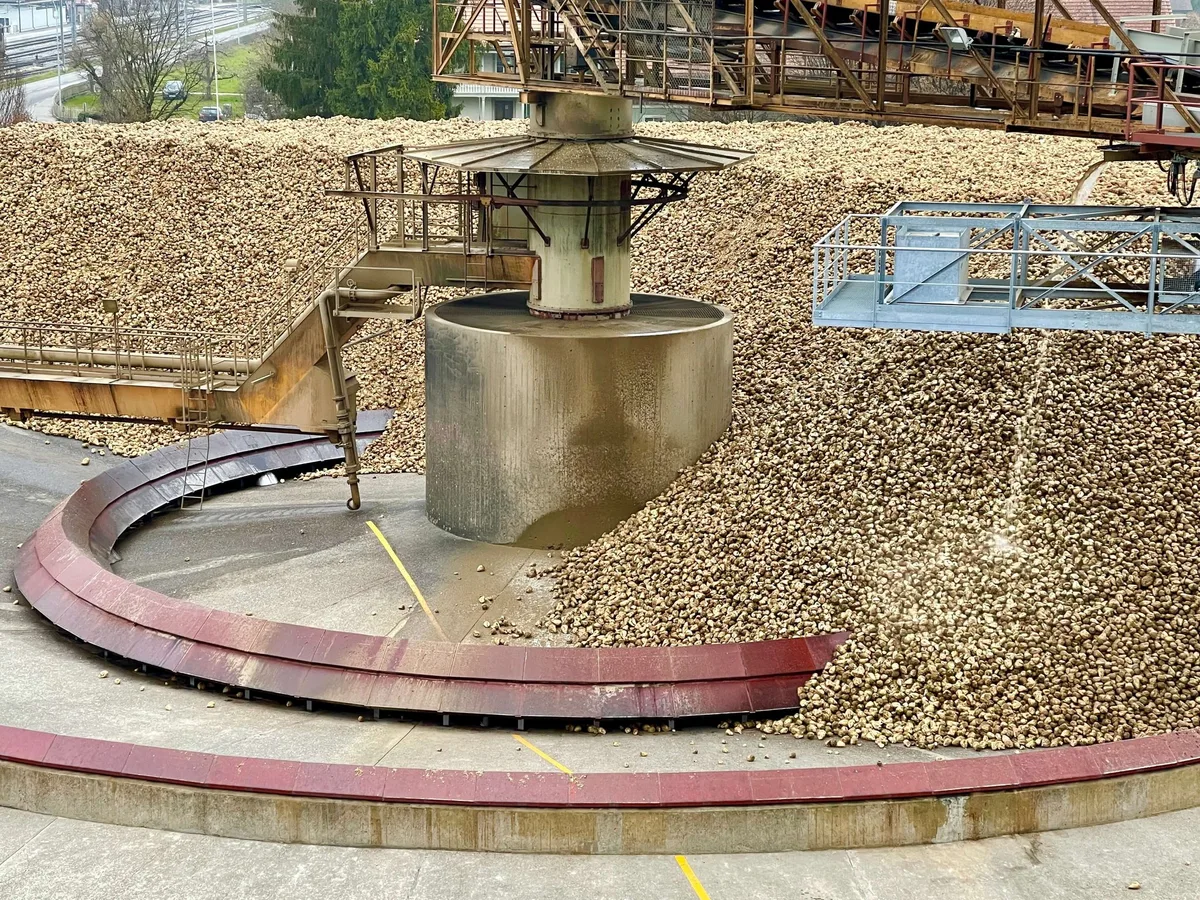 Riesiger Haufen von angelieferte Zuckerrüben in der Zuckerfabrik Aarberg.