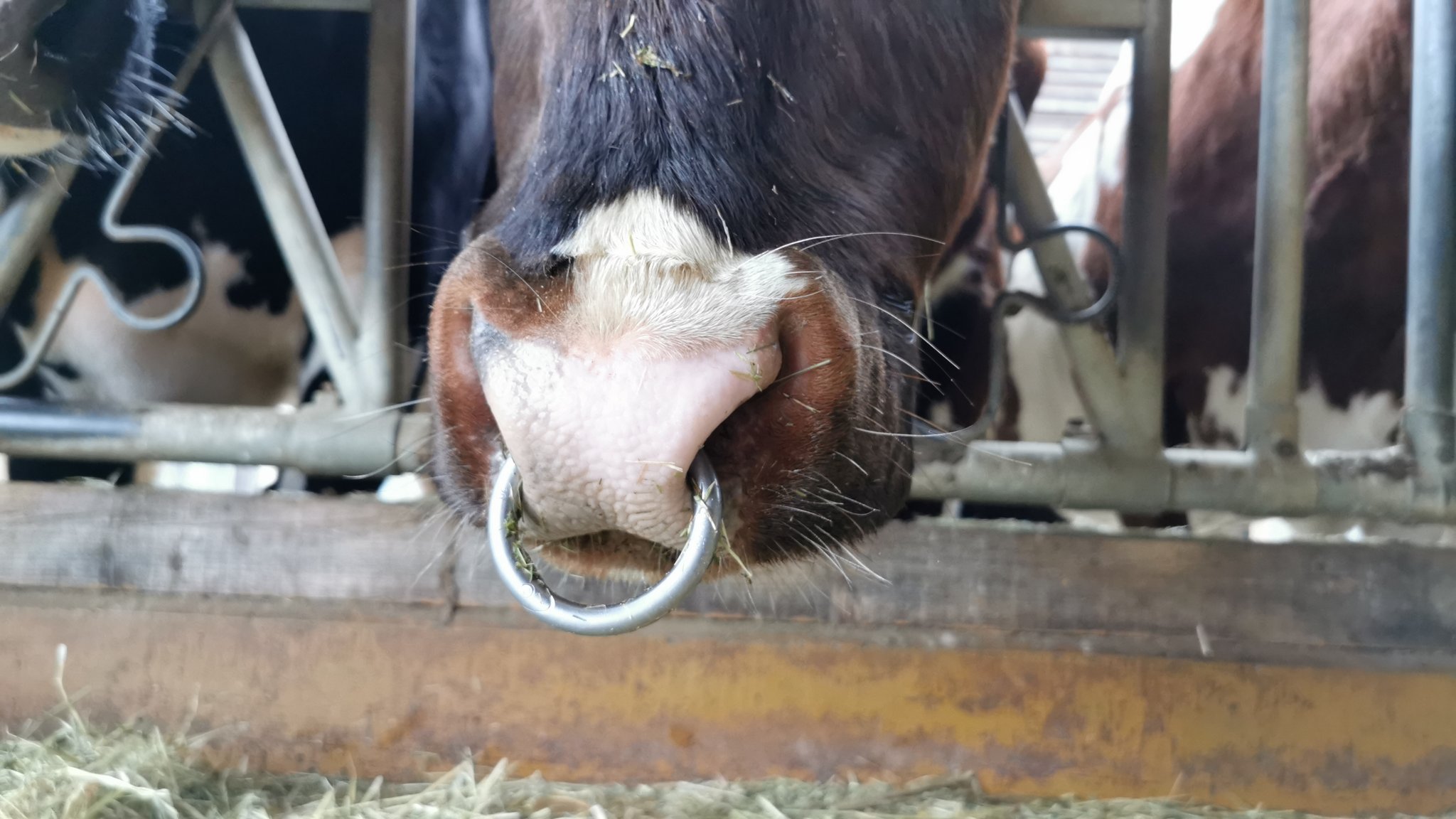 Das grosse Ding mit dem Nasenring