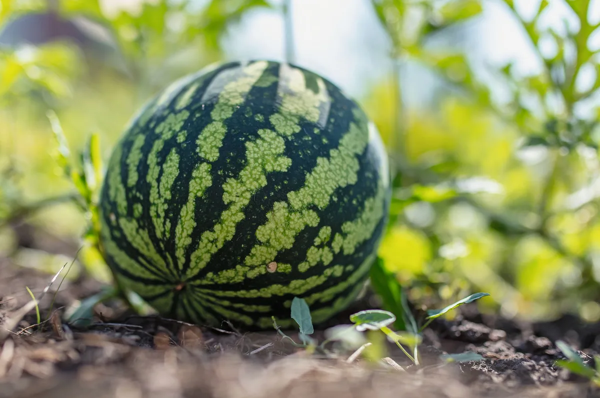 fc183018c9cfba3c665492101f7b9a42ba740933 Wassermelonen aus der Schweiz sind teurer als Importware. Sie sind im August reif und können den KonsumentInnen, die Wert auf regionale Produkte legen, den Frühherbst versüssen. (Bild: Adobe Stock)