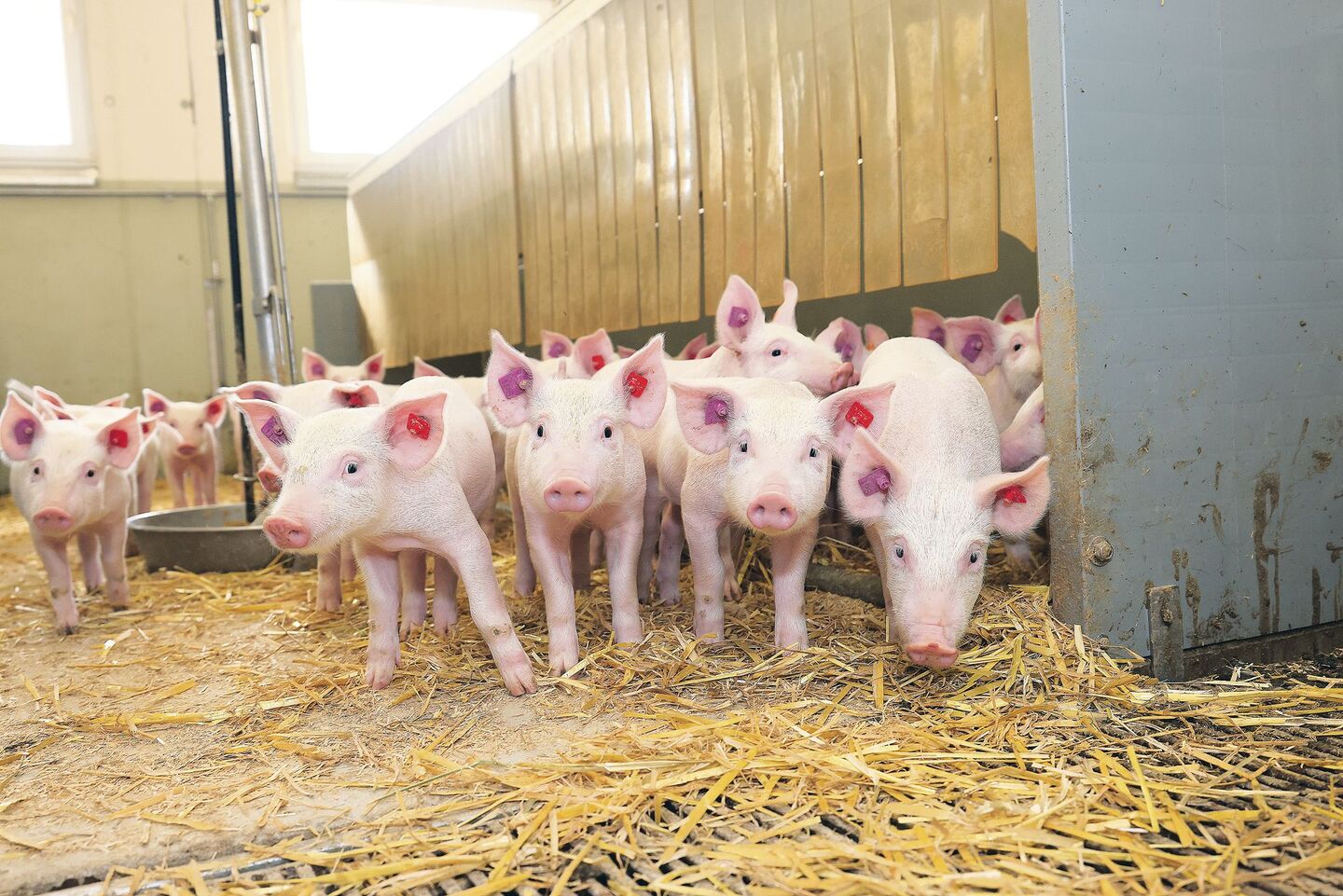 Eher selten werden in der Schweiz die Geschlechter der Ferkel getrennt. Die Vorteile sind messbar, aber die Umsetzung ist schwierig.