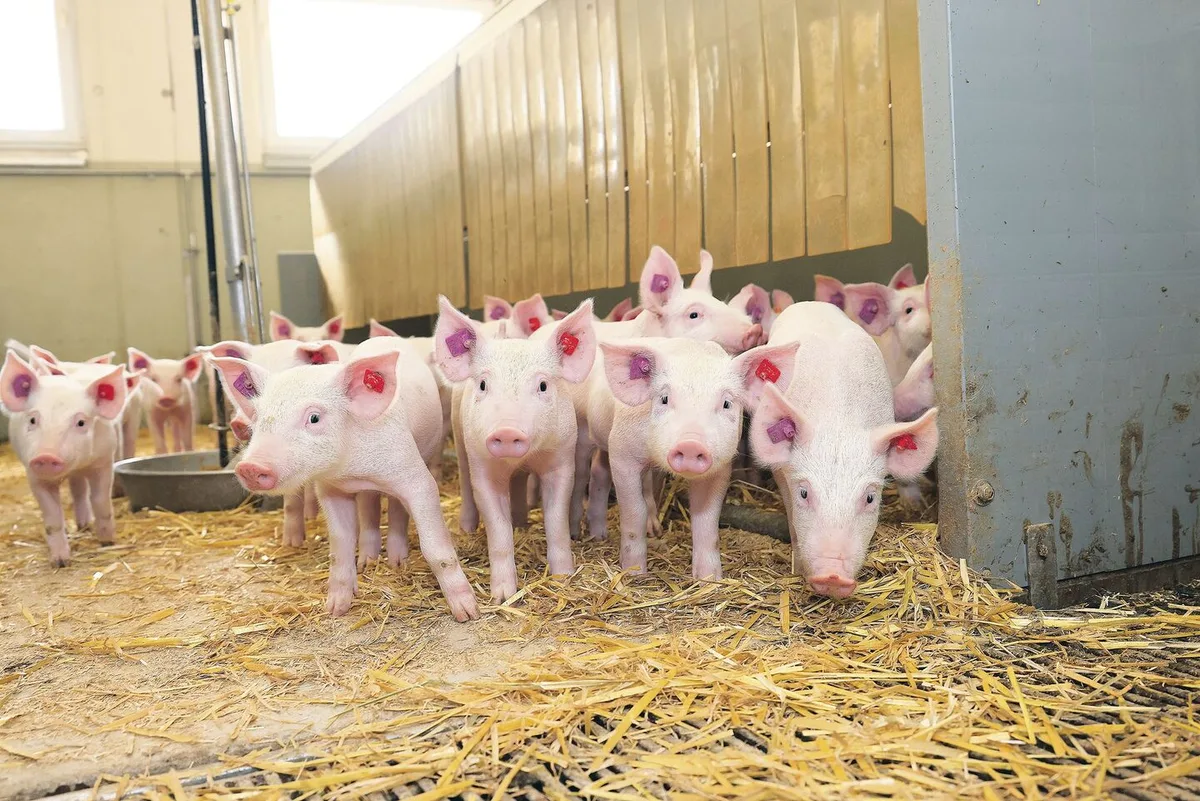 Eher selten werden in der Schweiz die Geschlechter der Ferkel getrennt. Die Vorteile sind messbar, aber die Umsetzung ist schwierig.