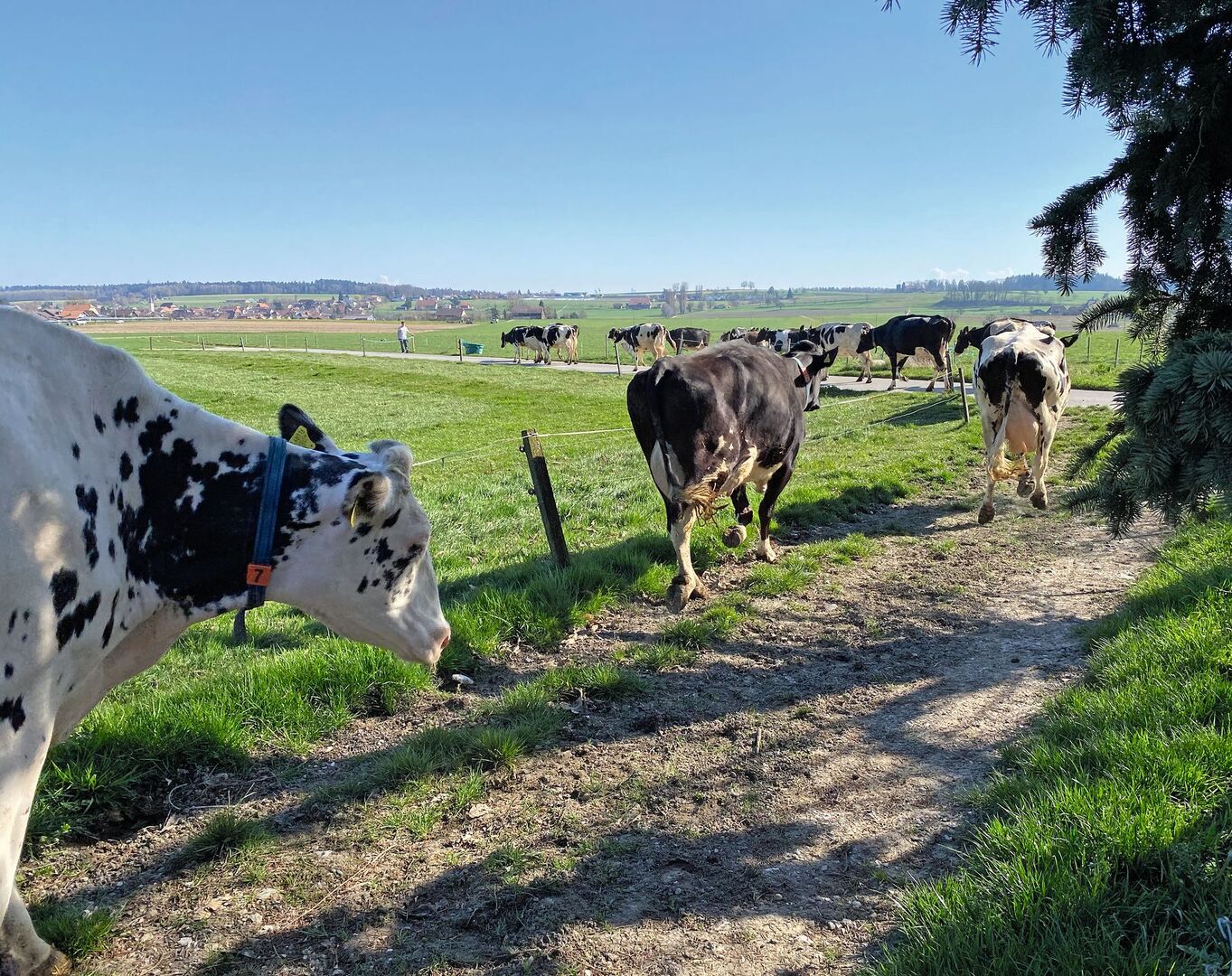 Milchkühe gehen auf einem Treibweg entlang einer Weide.
