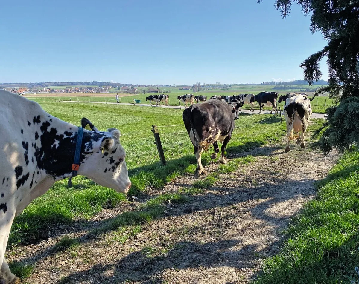 120ad88afd95d00e142bd011a38ad4fd70fee4a44ca90ea1a3d9ee4dfb63d10f Milchkühe gehen auf einem Treibweg entlang einer Weide.