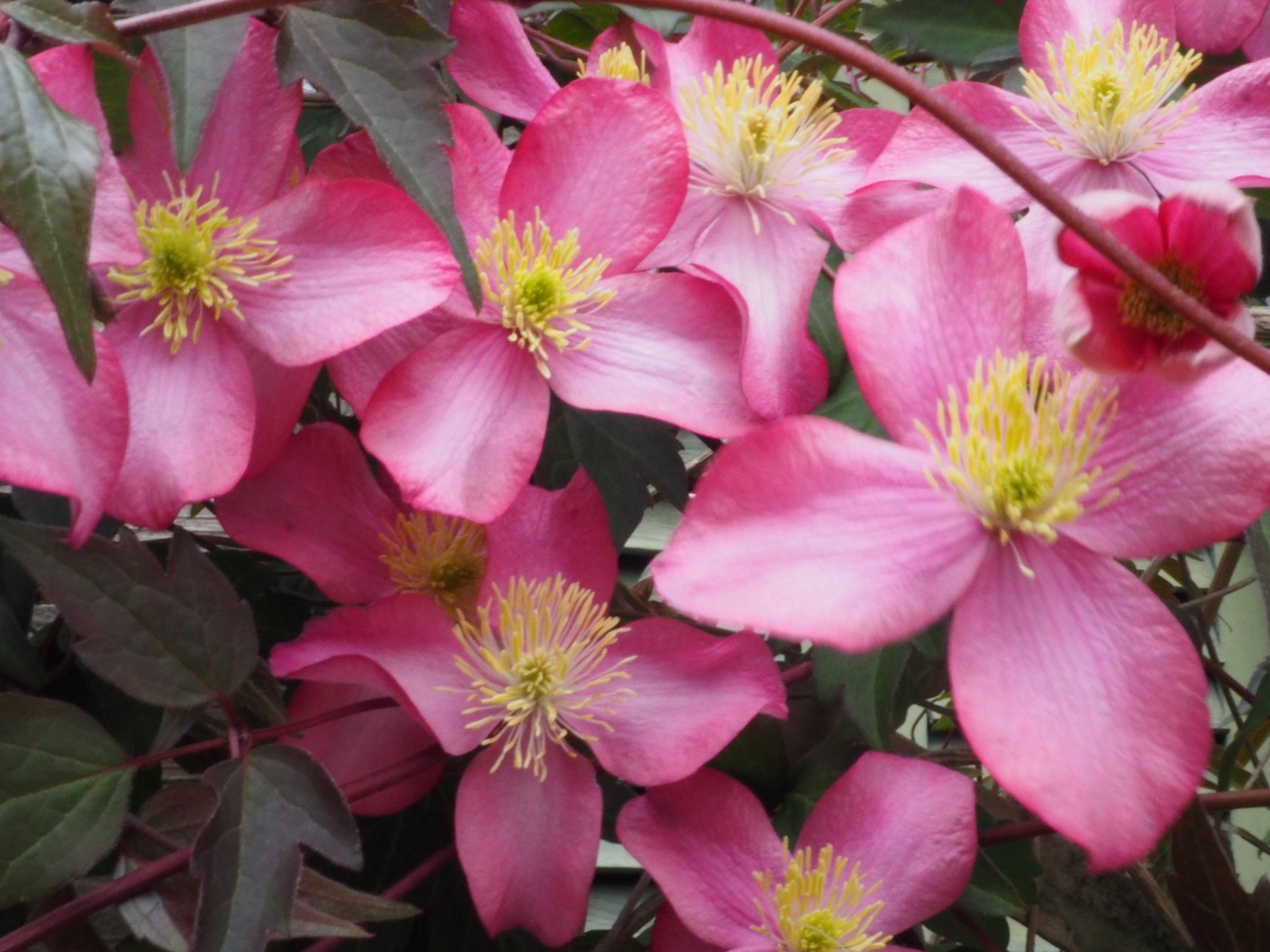 Früh blühende Clematis