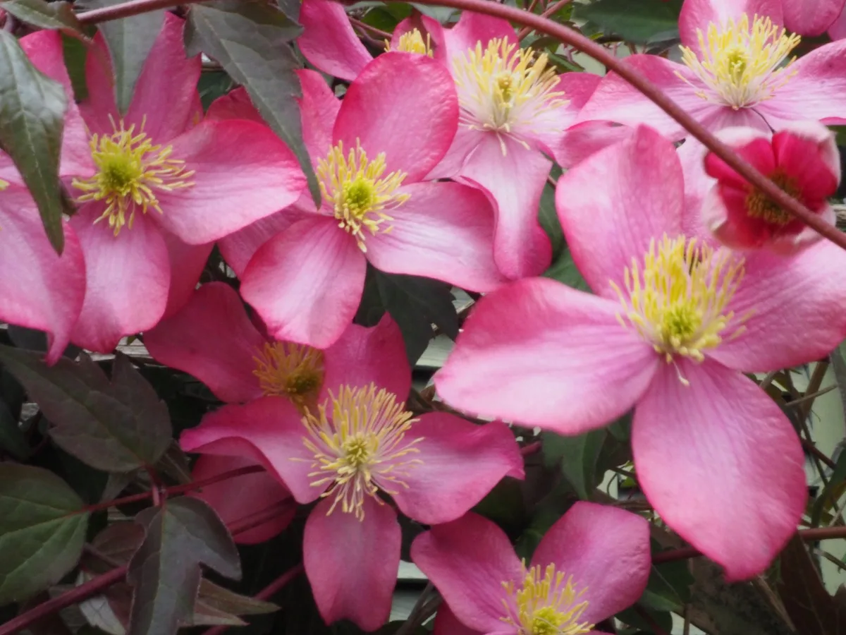 bz-lan1-schlag-clematis_montana4 Früh blühende Clematis