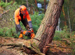 Unter fachkundiger Aufsicht dürfen Lernende nach dem Basiskurs dessen Inhalt entsprechende Praxiserfahrungen im Wald sammeln.