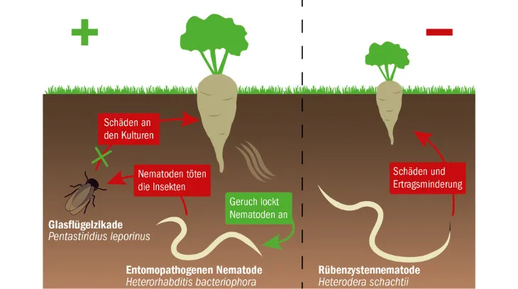 74d6a26d33c7aa8572e60b87d8d13064ccafff58 Links in der Grafik: Eine entomopathogene Nematode, die Schädlinge tötet und somit im Zuckerrübenbau vorteilhaft ist. Rechts ist die Rübenzystennematode abgebildet. (Grafik mi/Quelle Agroscope)