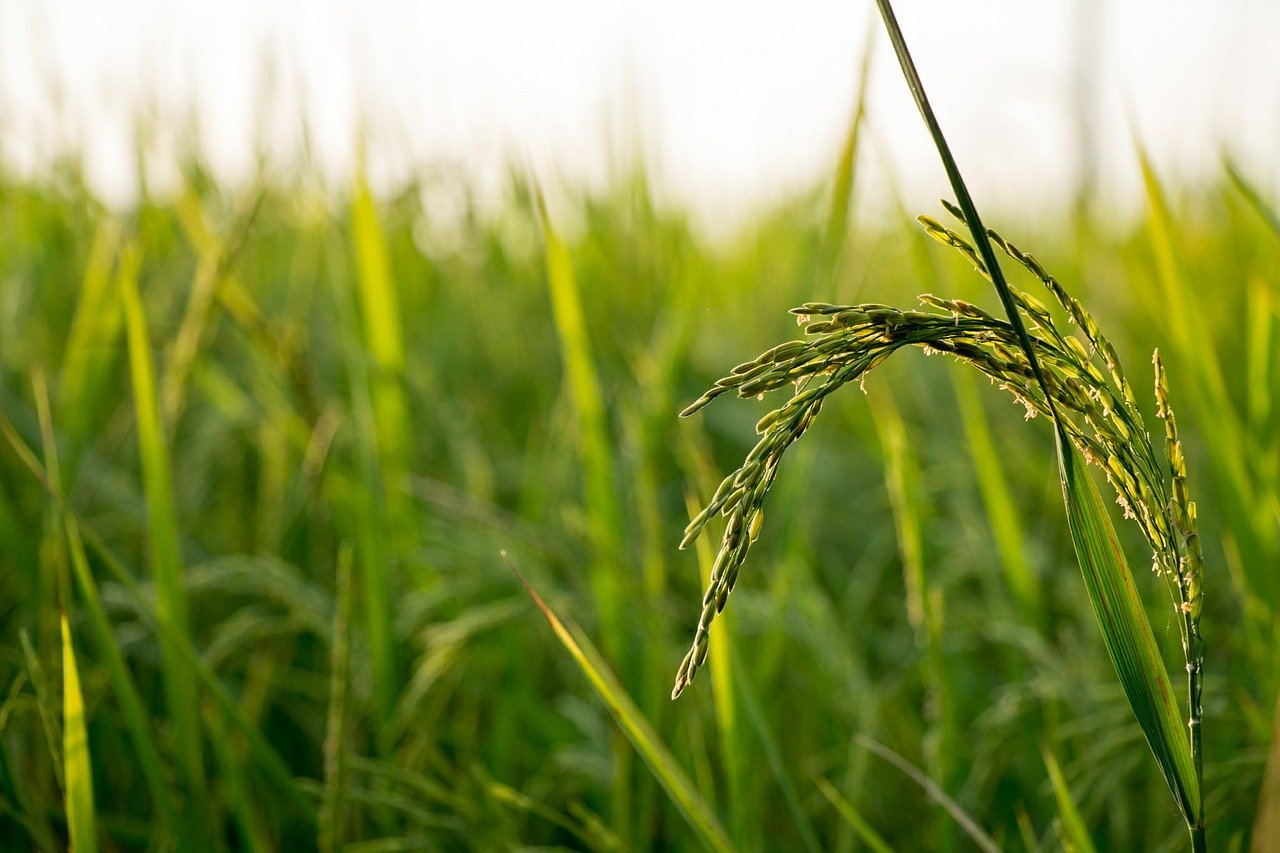 Am häufigsten wurden Antibiotika im Reisanbau in Südostasien empfohlen. In der Schweiz und der EU sind Antibiotika im Pflanzenbau verboten. (Bild PIxabay)