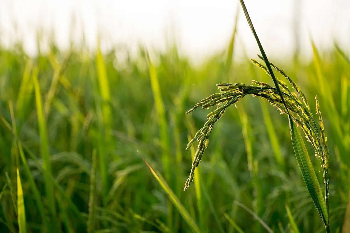 Am häufigsten wurden Antibiotika im Reisanbau in Südostasien empfohlen. In der Schweiz und der EU sind Antibiotika im Pflanzenbau verboten. (Bild PIxabay)