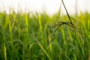 Am häufigsten wurden Antibiotika im Reisanbau in Südostasien empfohlen. In der Schweiz und der EU sind Antibiotika im Pflanzenbau verboten. (Bild PIxabay)