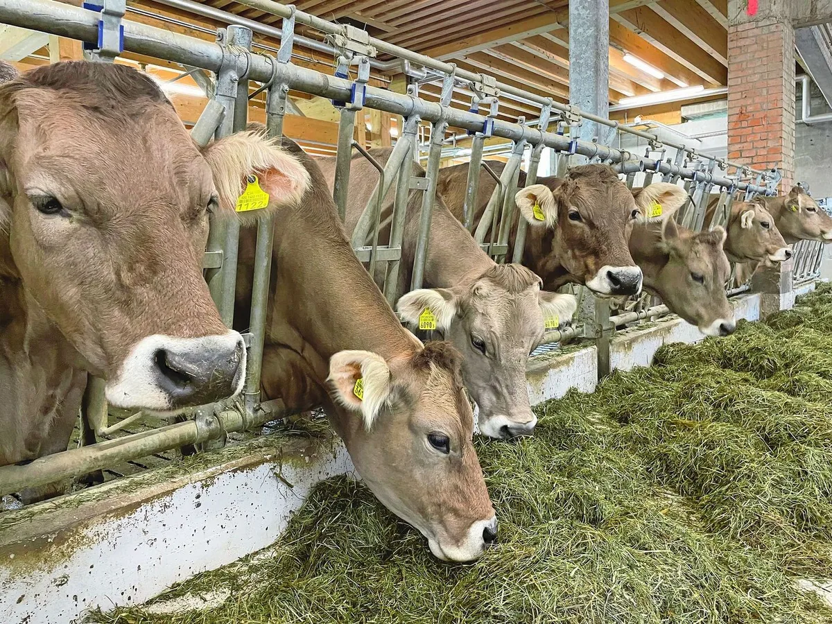 718aa5fefcd5f8a3298a2b82617acca3572d50512e7e8957e00760d3f6d2e990 Ungewollte Abgänge in der Aufzuchtperiode führen zu erheblichen wirtschaftlichen Einbussen in der Rindviehzucht.