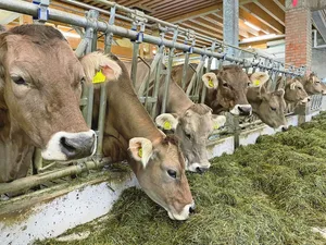 Ungewollte Abgänge in der Aufzuchtperiode führen zu erheblichen wirtschaftlichen Einbussen in der Rindviehzucht.