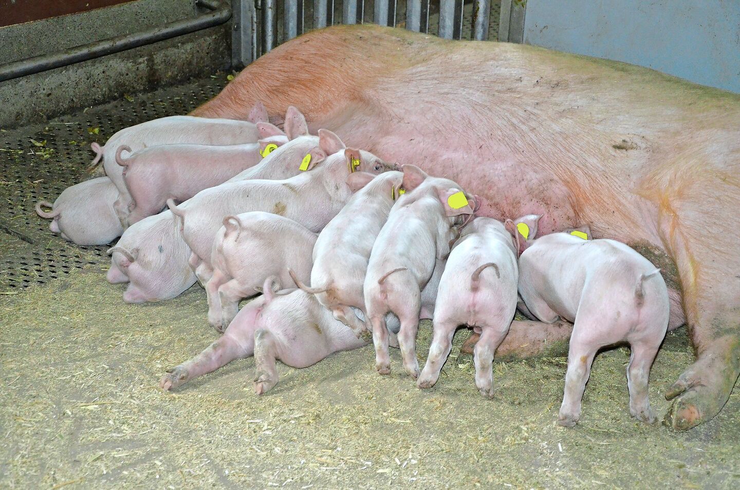 Damit die Sau nach dem Abferkeln viel Milch produzieren kann, braucht es Gesundheit und schmackhafte Futtermittel.