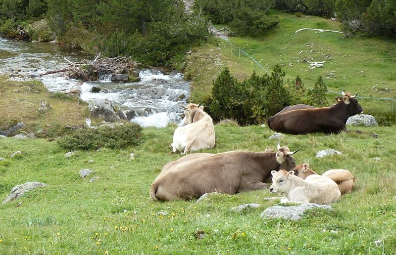 Vieh auf der Alp: Sömmerungsplätze oder Vieh für die Alp kann man jetzt auf einer neuen Online-Plattform suchen. (Bild E. Szerencsits, Agroscope)