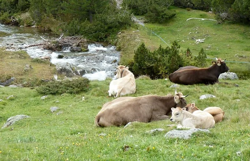 3db83dbccc58e426bda954d4b16a9cb684da39ea Vieh auf der Alp: Sömmerungsplätze oder Vieh für die Alp kann man jetzt auf einer neuen Online-Plattform suchen. (Bild E. Szerencsits, Agroscope)