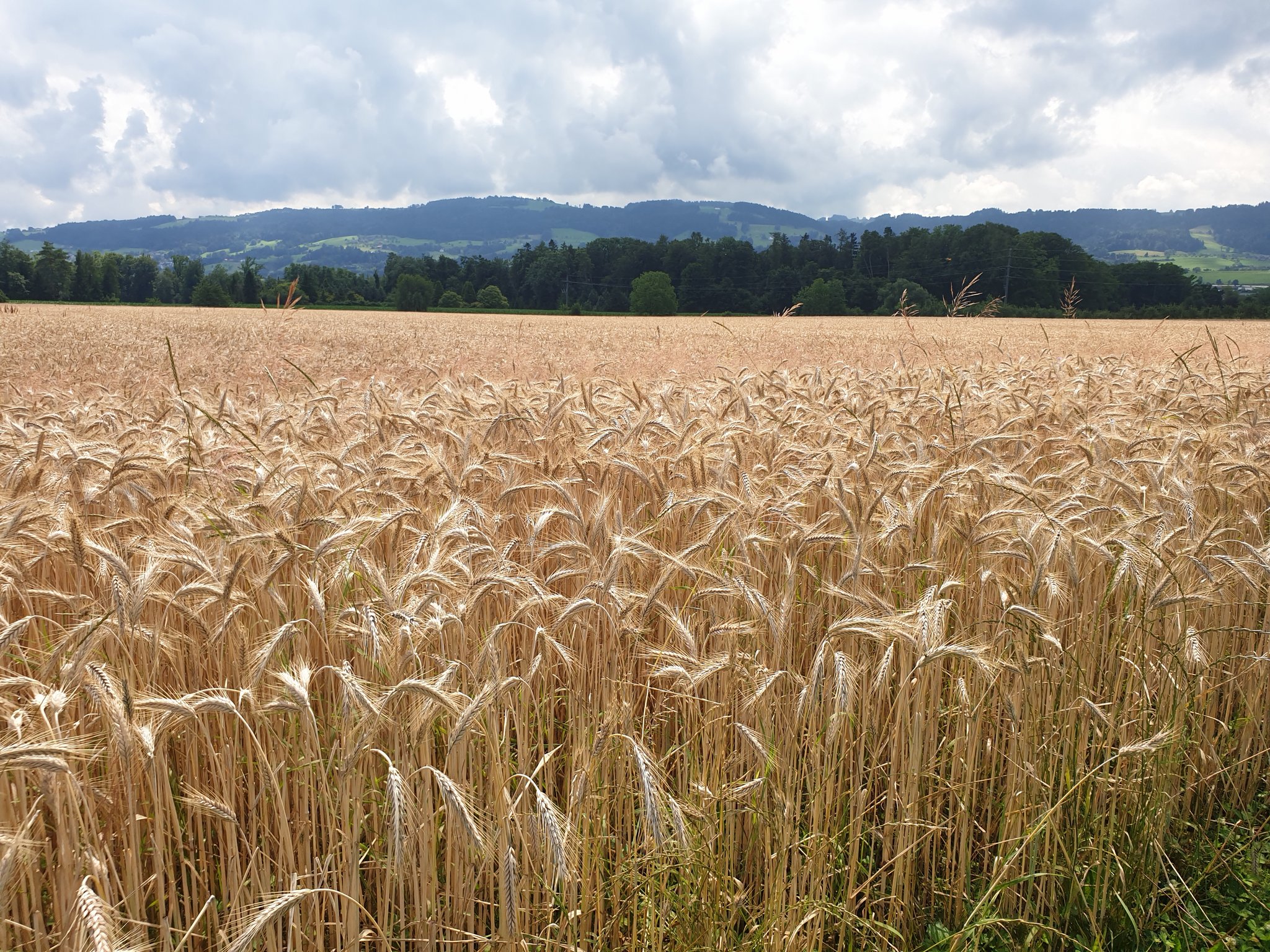Thurgauer Betriebe bauen mehr Getreide an