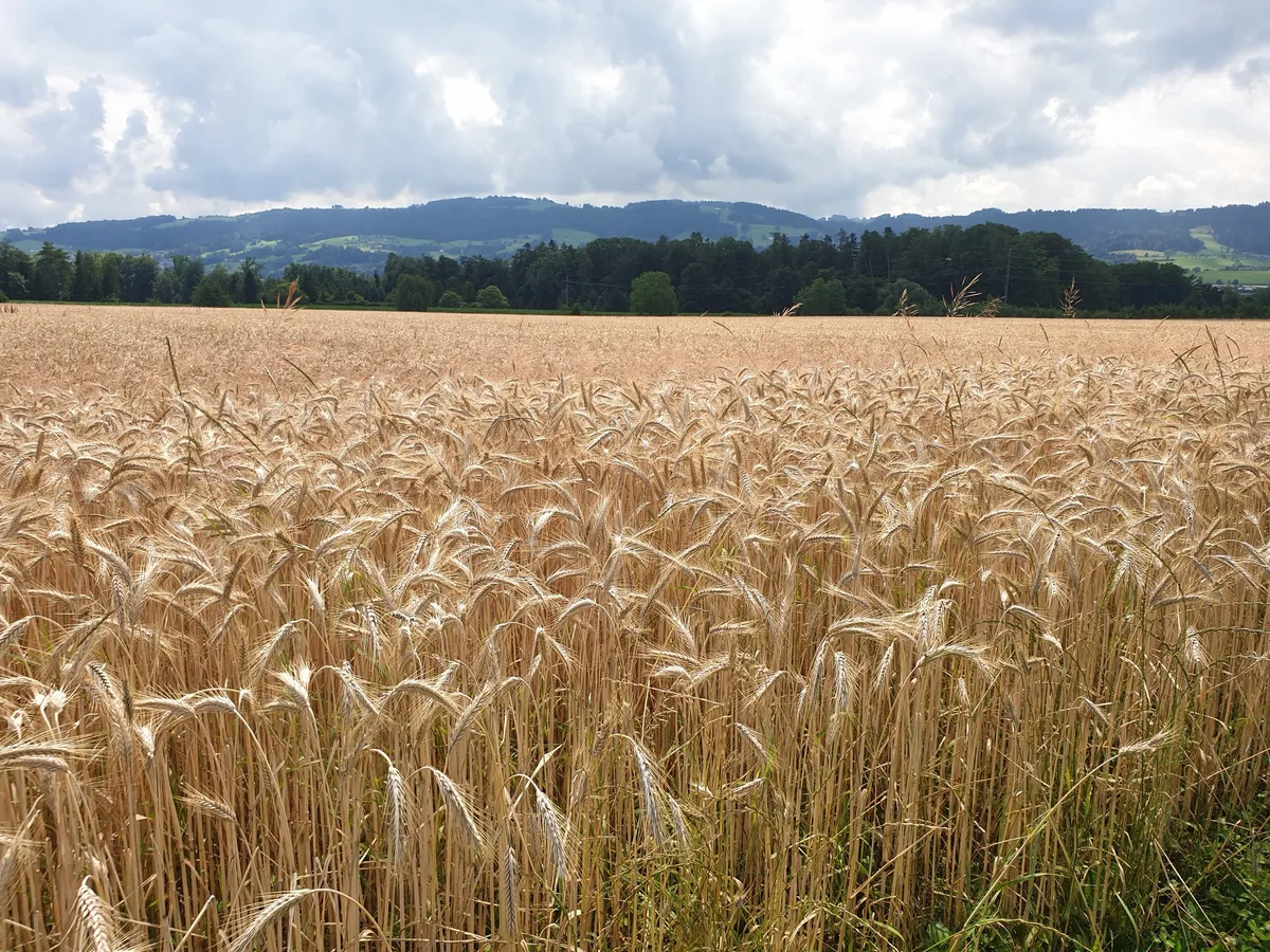 20220705_122625 Thurgauer Betriebe bauen mehr Getreide an