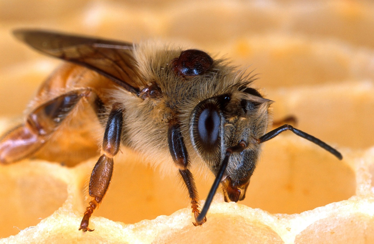 Varroa-Milben parasitieren Honigbienen und schwächen sie, indem sie ihre Fett-Reserven wegfrisst. (Bild Pixabay)