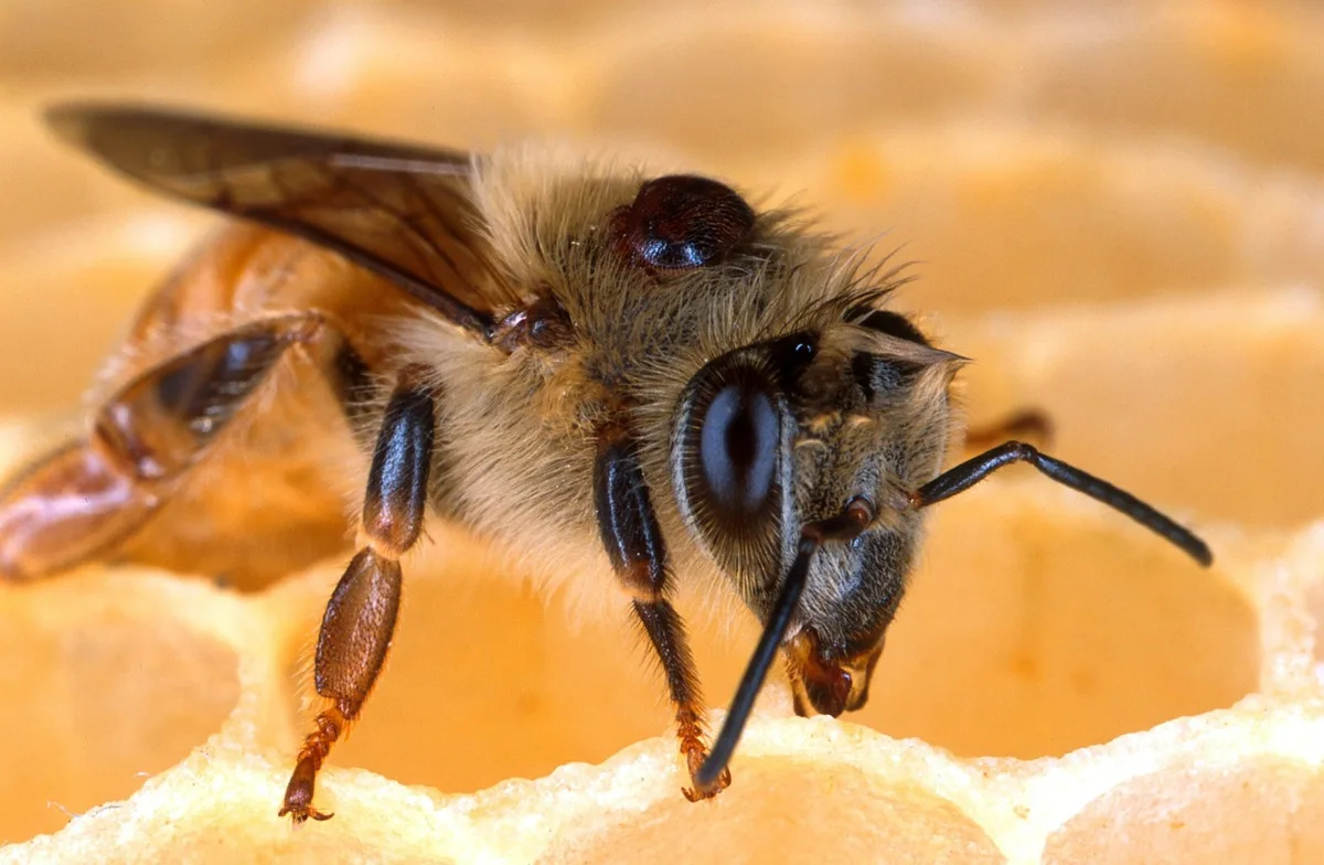 bb20c564f9b4472b9c22281bba4572b57cc2f000 Varroa-Milben parasitieren Honigbienen und schwächen sie, indem sie ihre Fett-Reserven wegfrisst. (Bild Pixabay)