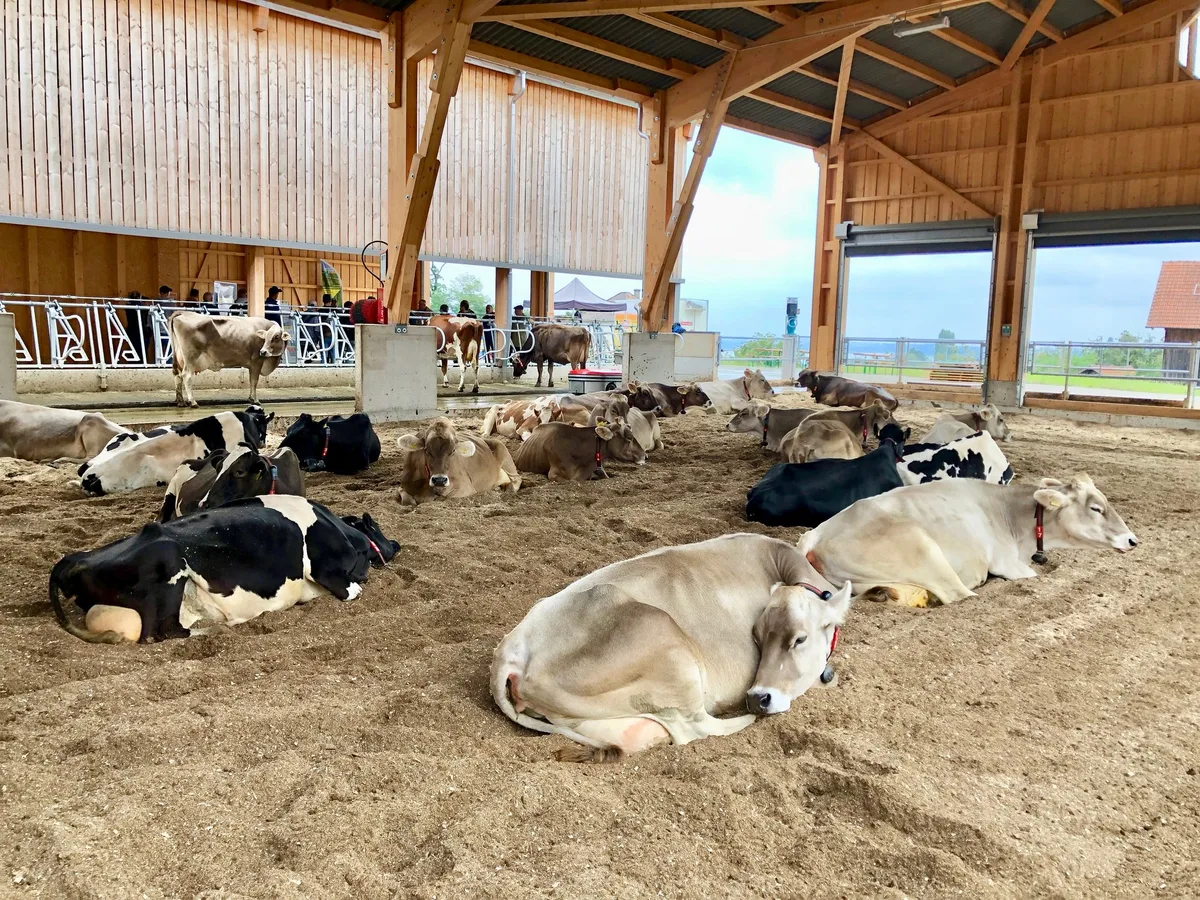 Kompoststall Arenenberg spaltet Landwirtschaft und Weinbau vom übrigen Betrieb ab