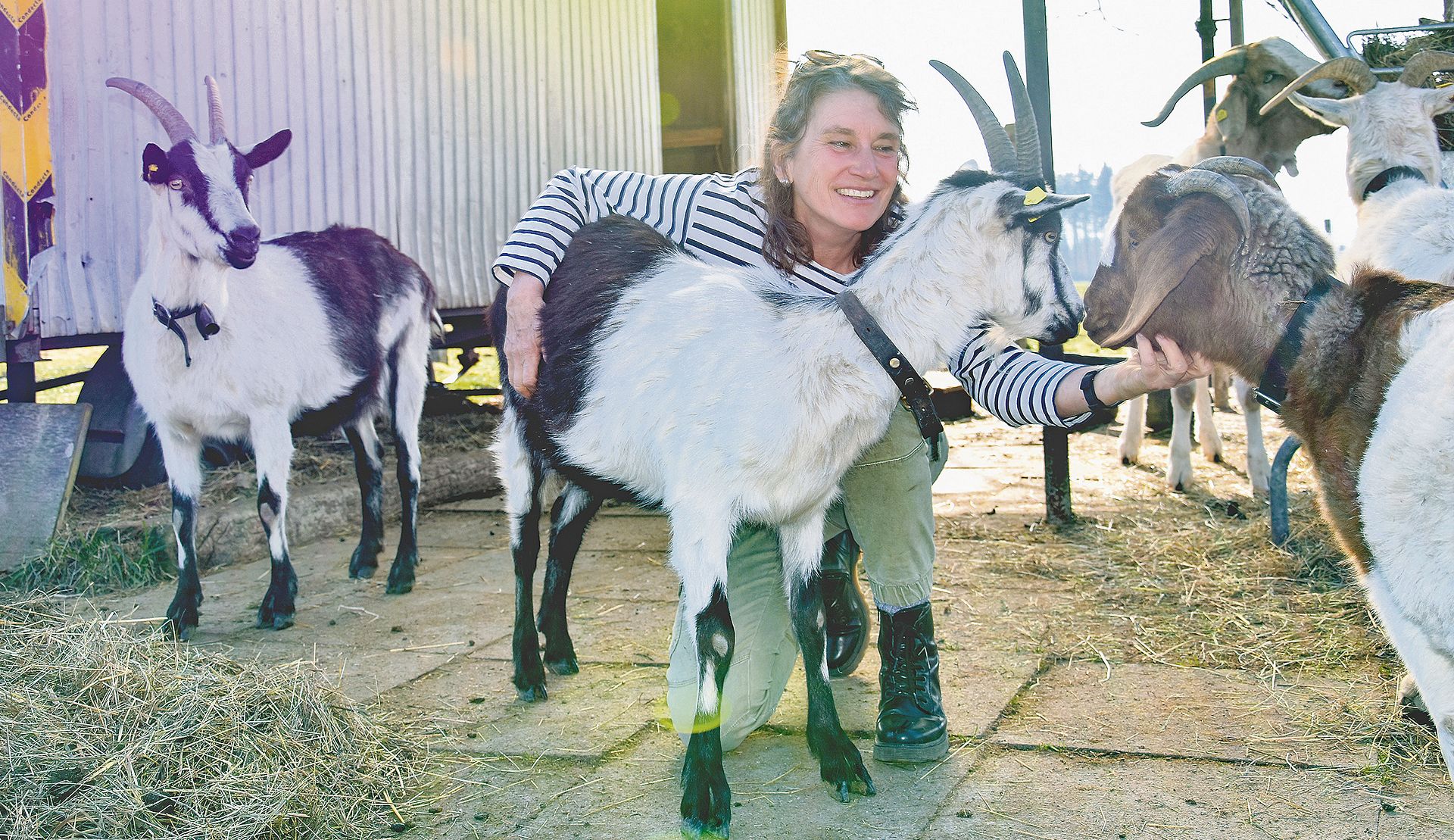 Die Bäuerin Gabriela Gfeller-Woodtli verbringt viel Zeit bei ihren Tieren auf dem IP-Betrieb in Beitenwil bei Rubigen. Die Pro-Specie-Rara-Pfauenziegen züchtet sie, eine Burenziege ist in der Gruppe mit dabei (rechts im Bild). (Bild BauernZeitung/sjh)