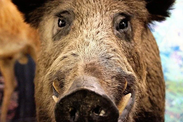 e038c86d515987983698cfa60b7618f7de8dd0b4 Die Polizei schoss auf ein Wildschwein, als es auf sie zu rannte. (Symbolbild Pixabay)