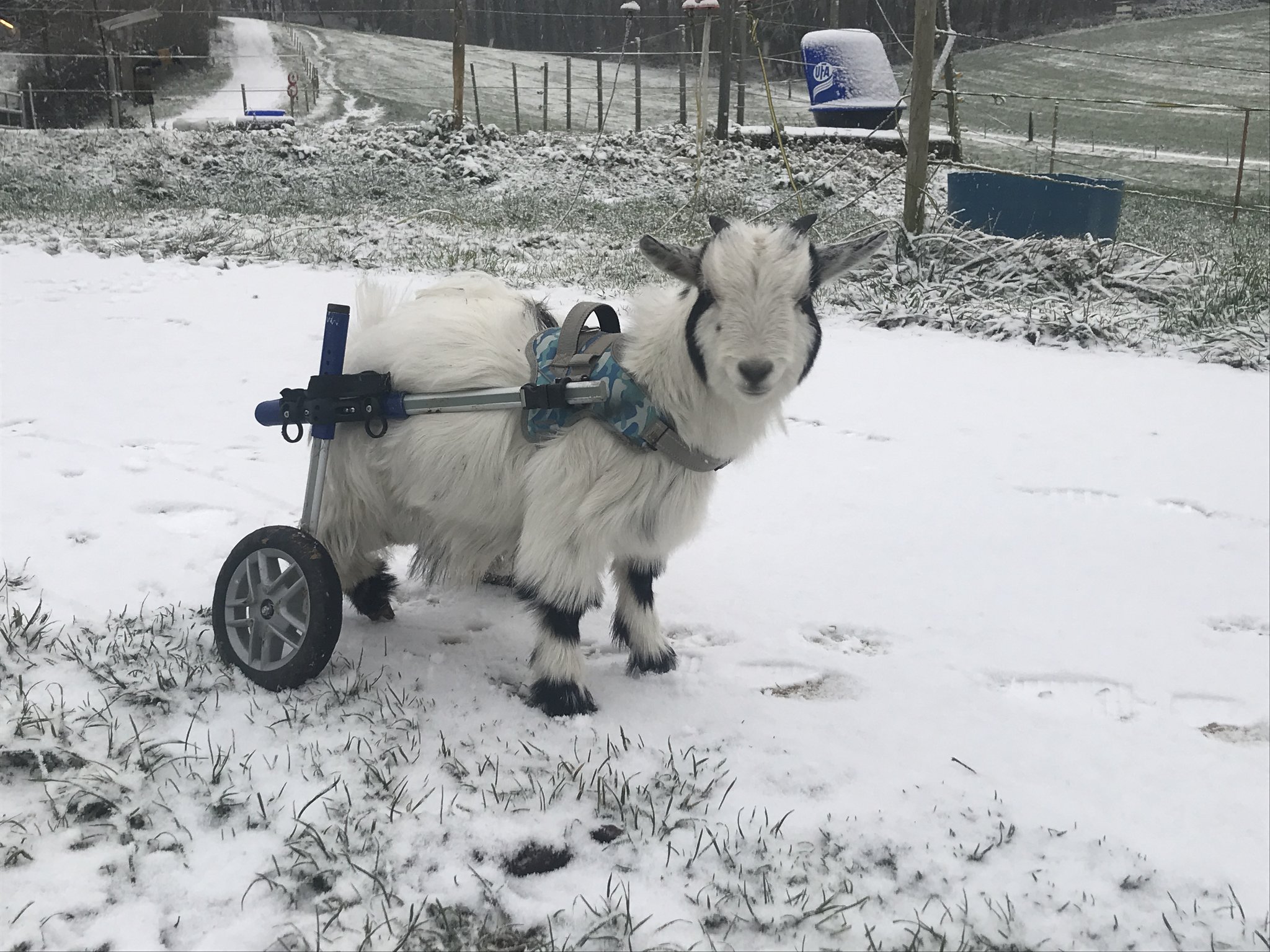 Der lahme Ziegenbock Jaci erhielt neue Beine