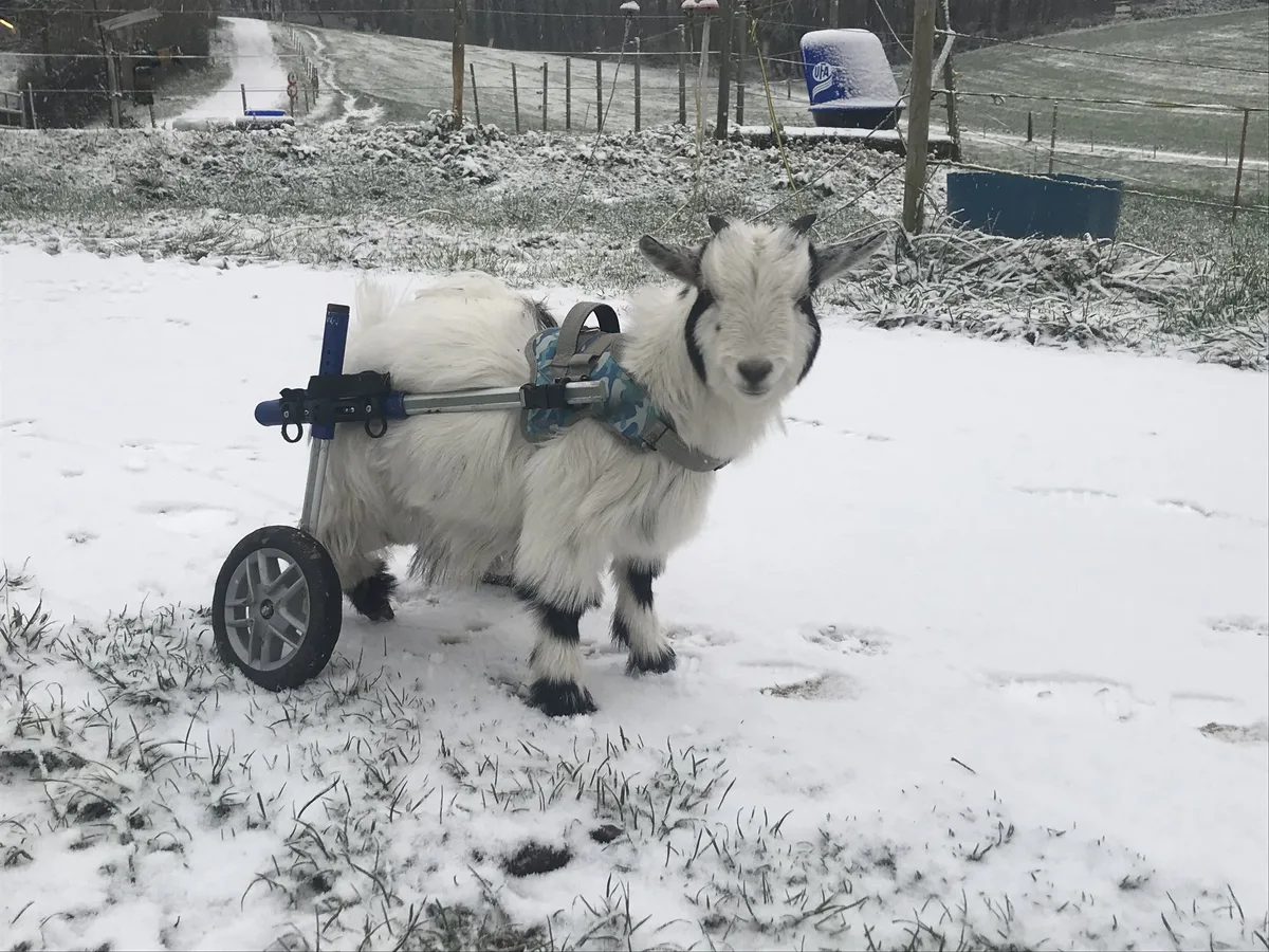 Der lahme Ziegenbock Jaci erhielt neue Beine