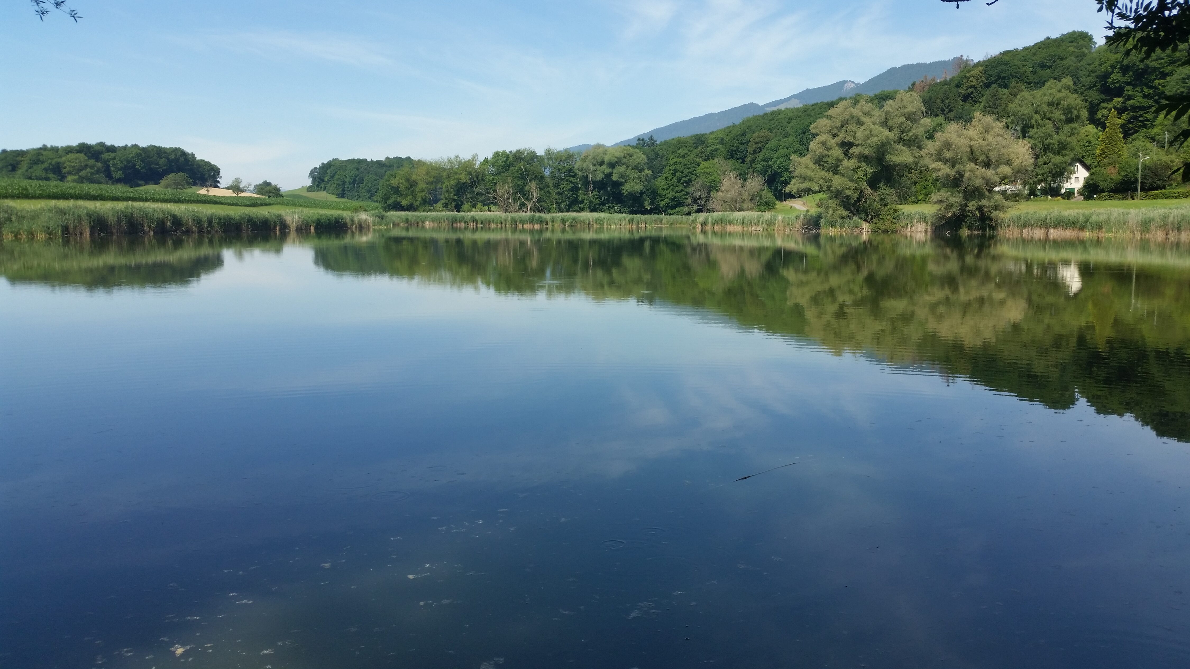 Der Bellacher Weiher im Sommer 2017: Der idyllische Blick übers Wasser erinnert in keiner Weise an den früheren Zustand des Gewässers.