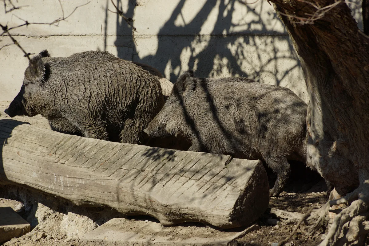 Zwei Wildschweine in einem Gehege