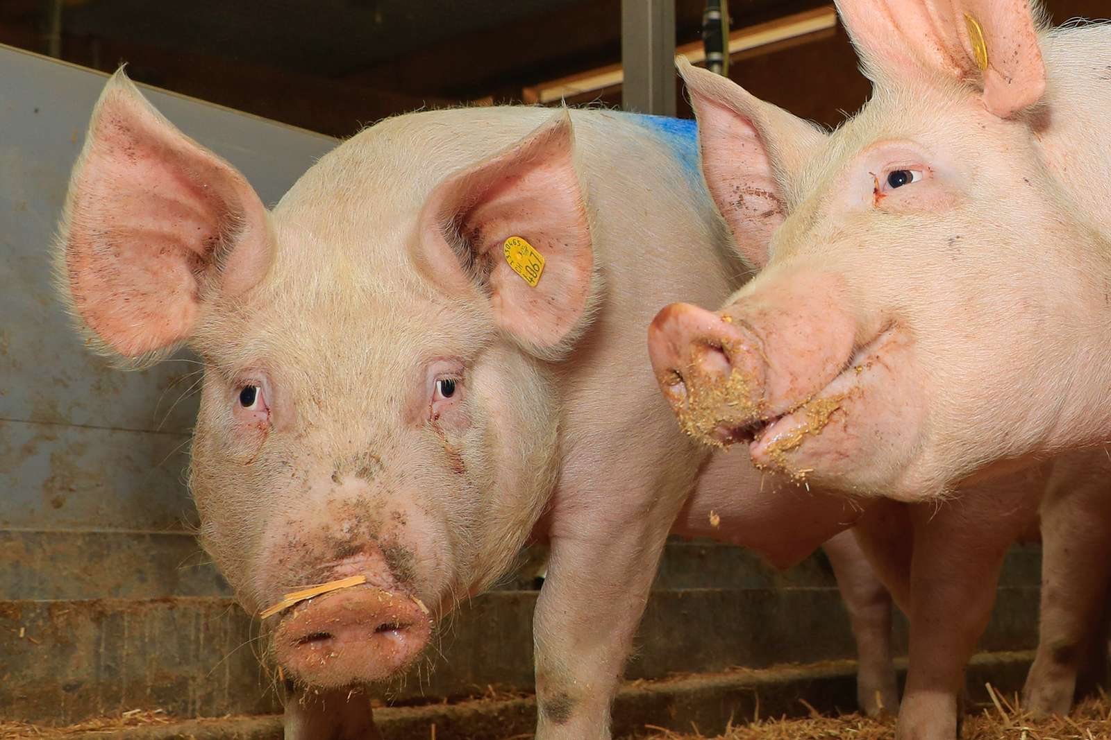 Schweinestau in England: Visa für 800 ausländische Schlachter
