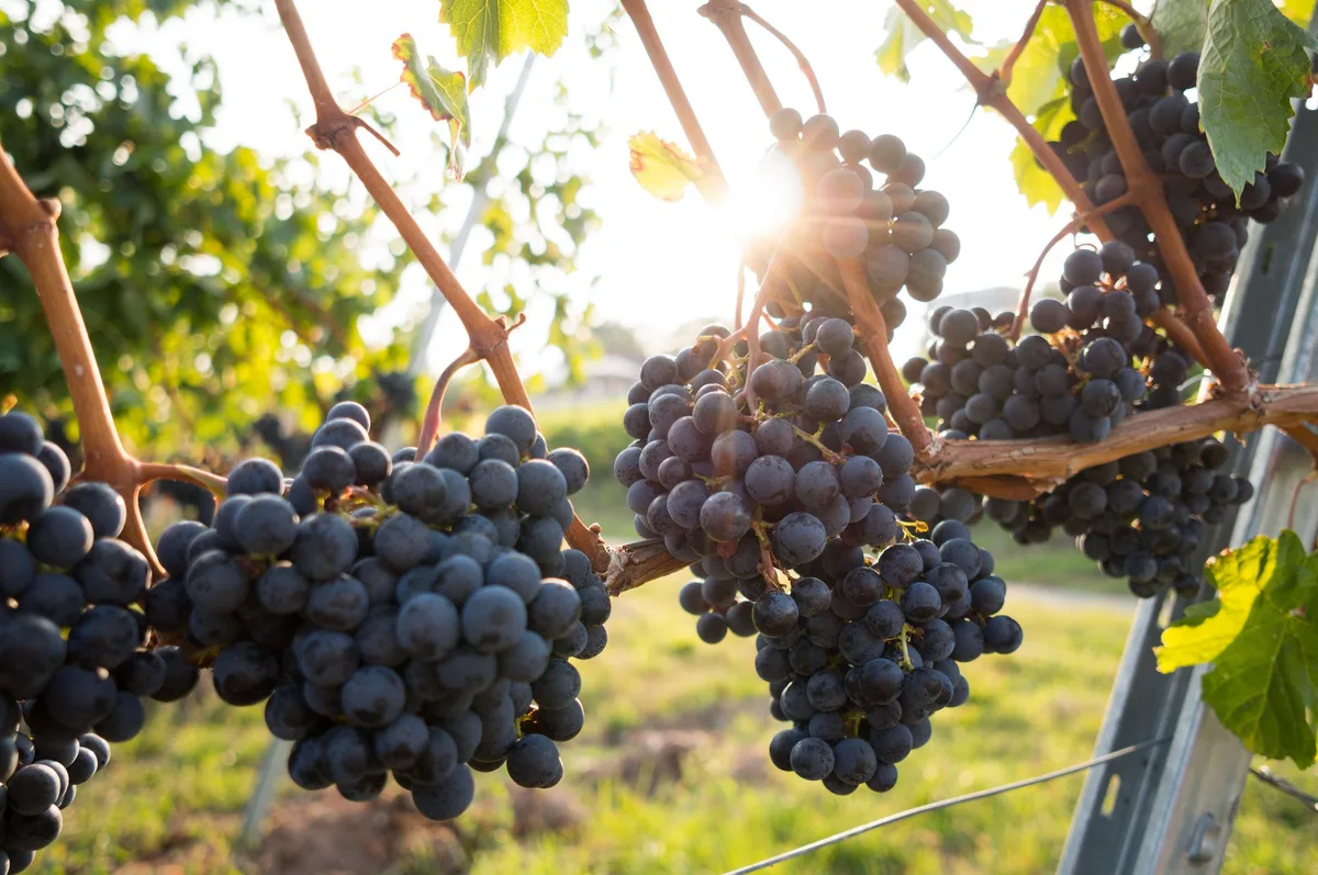 Bund soll Marketing-Budget für Schweizer Wein verdreifachen