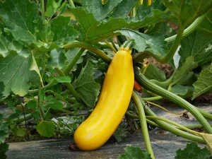 Auch die Vermarktung von Zucchetti ist nicht einfach: Die härter gewordenen Marktbedingungen wurden im Frühling als einer der Gründe für die Aufgabe der Genossenschaftsform genannt.