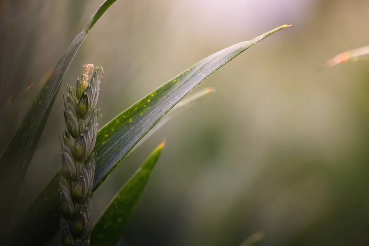 max-kleinen-kvst0zm7mku-unsplash Mit Sortenmischungen zu weniger anfälligen Kulturen