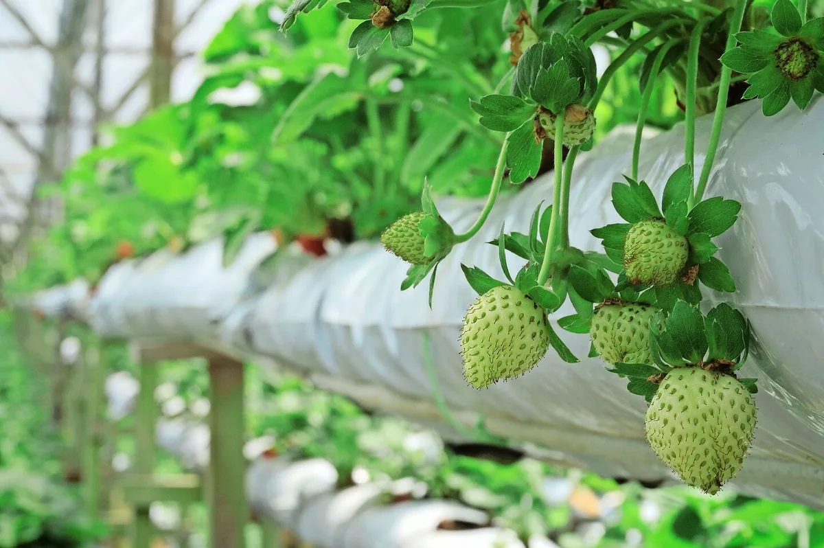 Wann die Düngung der Beeren nicht in die Suisse-Bilanz muss