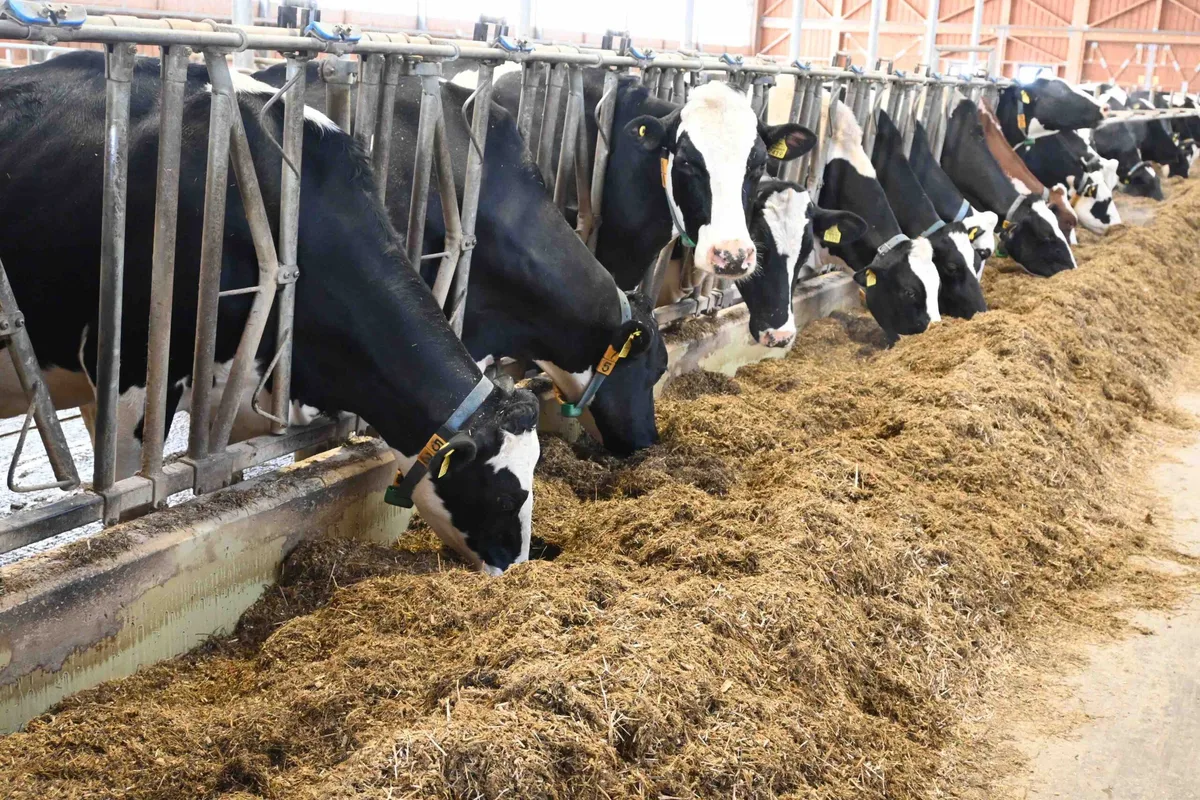 holstein Langlebige Holsteinkühe in der Zentralschweiz