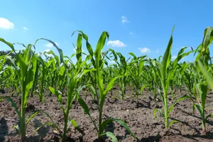 Die Larven des Maiswurzelbohrers haben im Frühling nur einen sehr beschränkten Radius. Daher stellt der Schädling nur dann eine grosse Gefahr dar, wenn in mehreren Jahren auf derselben Parzelle Mais angebaut wird.
