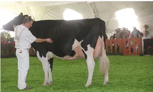 Destry Hez Heloise vom Betrieb Santa Maria konnte sich zuerst als Intermediate Champion feiern lassen, bevor sie grosse Siegerkuh wurde.
