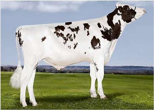 e7dee7b9db53a1c610c4bcc3a4dd9c737a783a1f Laut einigen Züchtern sei es schwierig, von Agent die Kühe tragend zu bekommen. Dem widerspricht Swissgenetics.(Bild KeleKi)