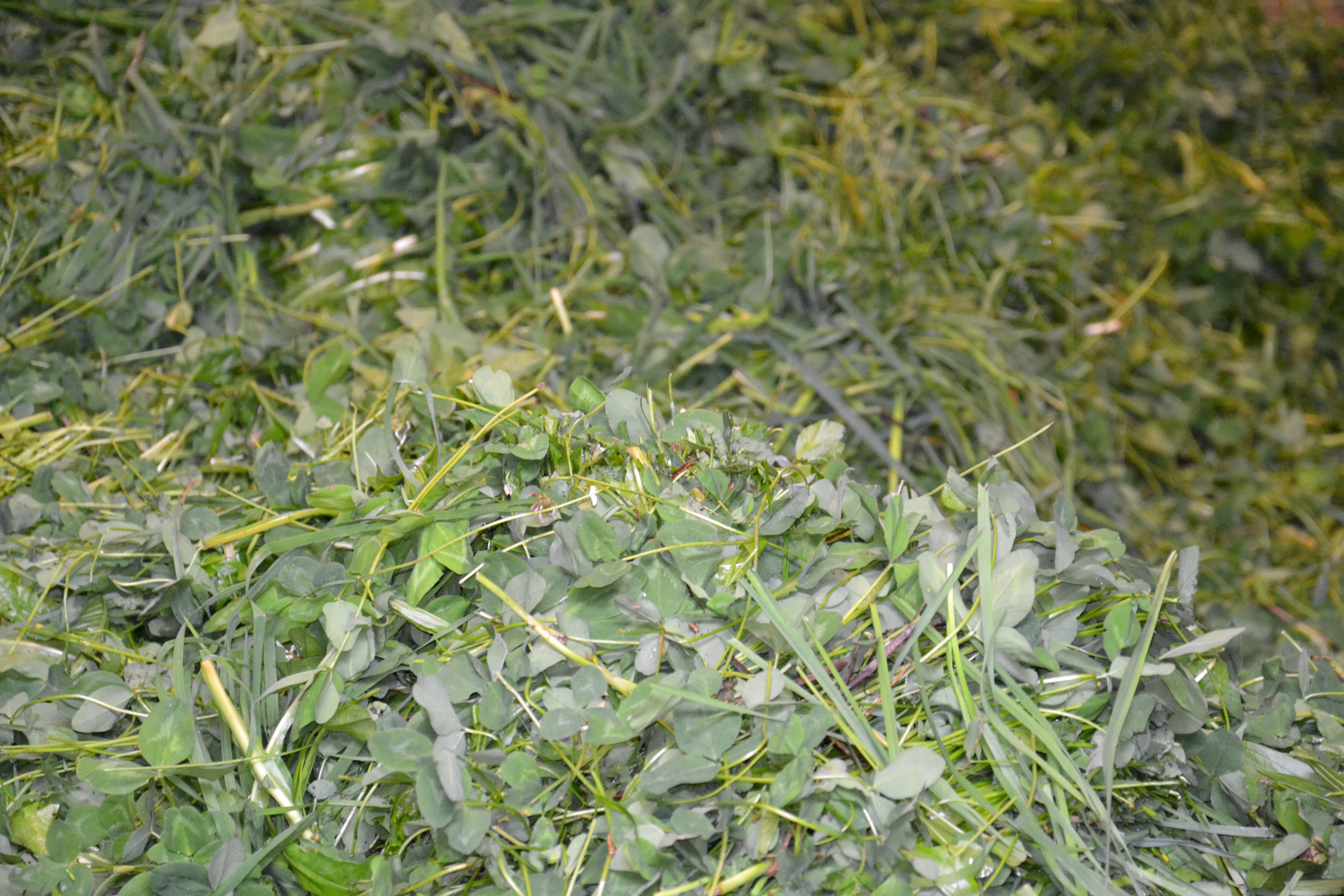 Man würde sich viel Herbstfutter wünschen, um die mageren Vorräte noch etwas zu schonen.