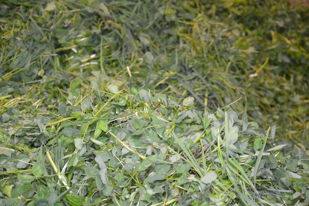 DSC_0023 Kopie.JPG Man würde sich viel Herbstfutter wünschen, um die mageren Vorräte noch etwas zu schonen.