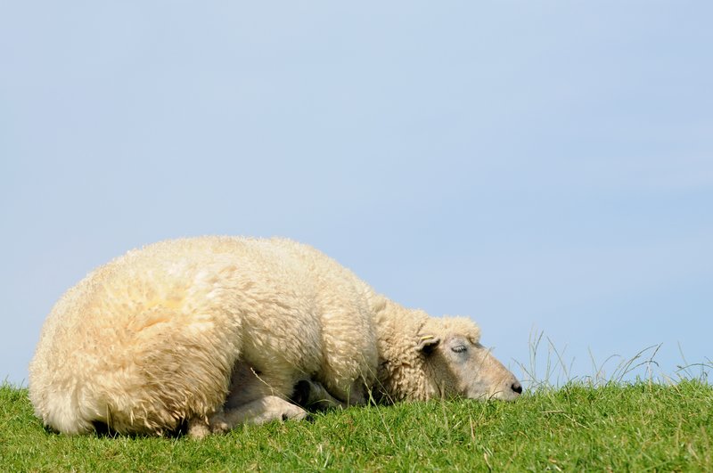 Zu den guten Neuigkeiten gehört, dass jetzt Massenmeldungen von Schafen möglich sein sollten. (Bild Fotolia)