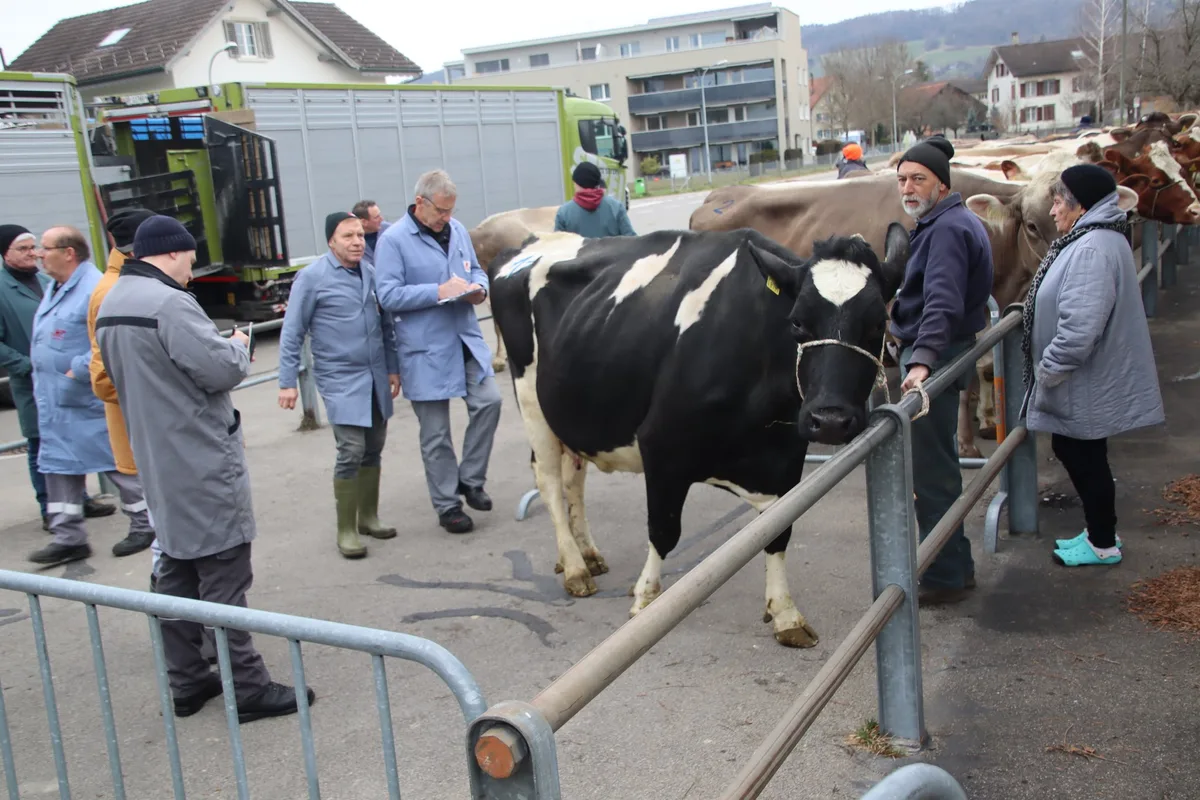 Weinfelden_Nutztiermarkt_Beurteilung_der_Kuh_1 In Weinfelden läuft der Viehhandel rund