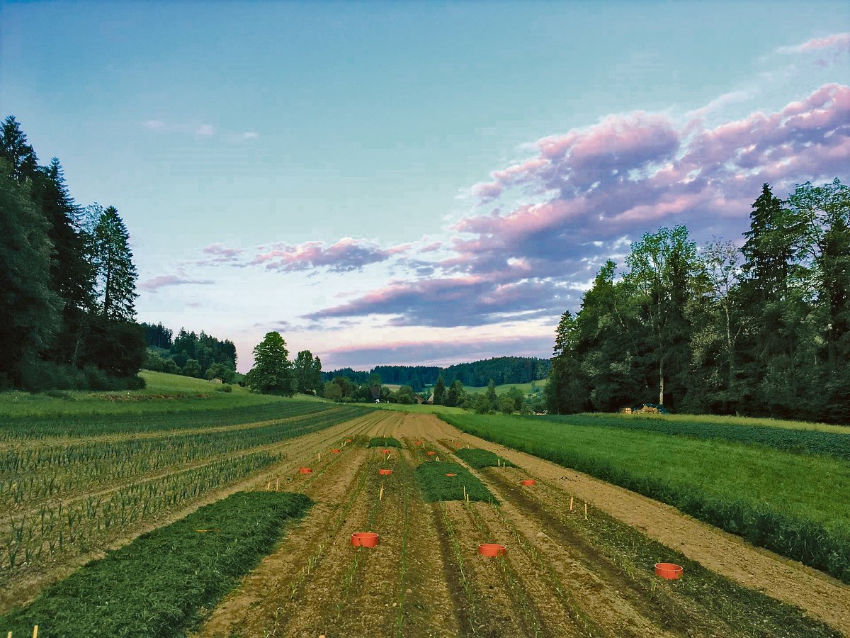Das FiBL testete zusammen mit der ETH verschiedene organische Düngevarianten im Lauchfeld. Mit Lachgas-Messkammern wurden die Lachgasemissionen nach der Pflanzung gemessen. (Bild FiBL)