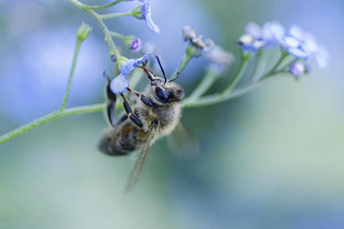 bee-g230f4c963_1920 Für Pflanzenschutzmittel soll der normale Mehrwertsteuersatz gelten, fordert eine Motion