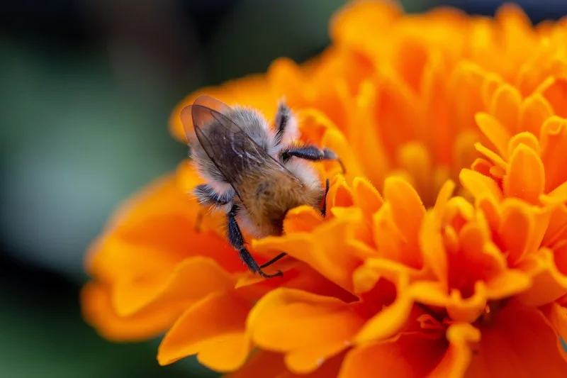 ec347b6cf5eecd2e877d5711dab96bdebb2d6b42 Eine Wildbiene an der Arbeit. Ihr Einsatz kann auch im Erwerbsobstbau genutzt werden. (Bild Pexels)
