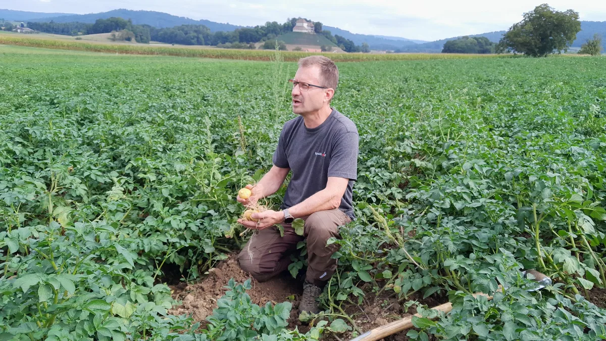 DG_kartoffelanbau-ruesch-dominique-rast Andreas Rüsch, Rathgeb Bio; «Schwierige Jahre wie 2024 gehören zu unserem Beruf. Die müssen wir abhaken und vorwärts schauen.»