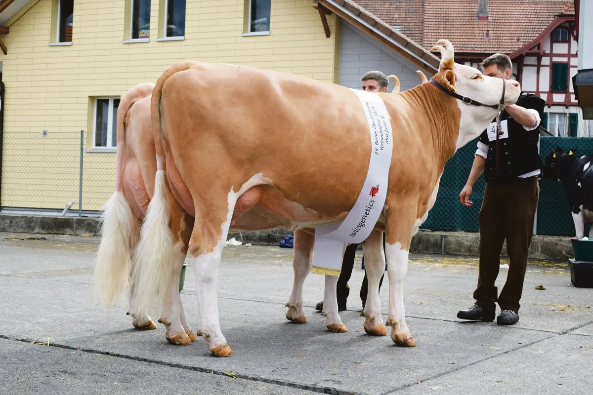 e34f44782cad2fc6382a28e72eb10de1bfb2188f Wann können die schönen Kühe wieder auflaufen? Wie hier die zwei Missen der Rasse Simmental im Jahr 2019 in Thun. (Bild BauZ/dj)